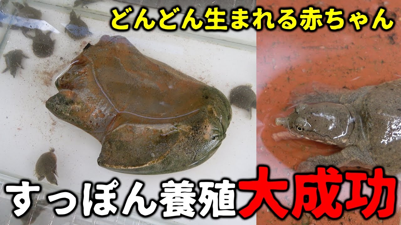 すっぽん養殖に進展！大量の赤ちゃんが生まれています！