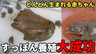 すっぽん養殖に進展！大量の赤ちゃんが生まれています！