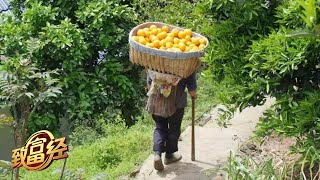 这个“背橙客”不一般1个橙子最高卖到10元钱还能让一年四季都有鲜果供应究竟是怎么办到的|「致富经」20230418