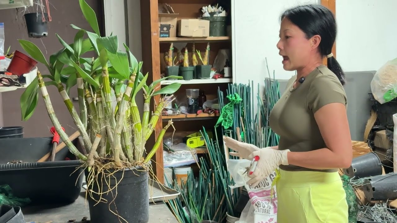 Hướng dẫn chẻ và trồng chậu Lan Úc đặc biệt Den. White Grace ‘Sato’