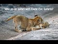Why Go On Safari With Eagle Eye Safaris Why Go On Safari With Eagle Eye Safaris