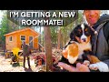 Prepping the cabin for 8 week old bernese mountain dog puppy 186