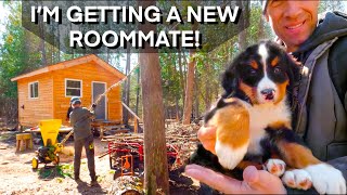 Prepping the Cabin for 8 Week Old Bernese Mountain Dog Puppy! #186