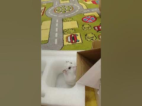 лучик сам уже проходит испытания хеллоин - YouTube