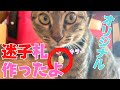 【商品レビュー】夢工房　猫用ペット迷子札