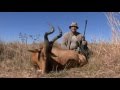 2013 Red Hartebeest 01 - Witkop Safaris