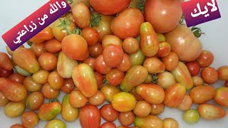 كيفية زراعة البندوره الكرزيه ( الطماطم ) شرح مفصل من فائزه ترحب بكم في حديقتي المتواضعه
