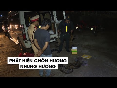 Video Phát hiện chồn hương và nhung hươu trên xe khách Ford... - youtube