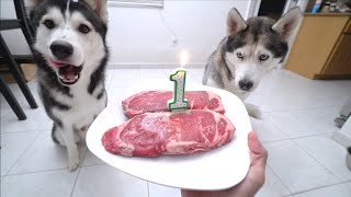 SURPRISING MY HUSKY WITH A HUGE BEEF CAKE FOR HIS 1ST BIRTHDAY! by Gohan The Husky 19,571 views 5 months ago 3 minutes, 36 seconds