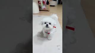 #Cute Pet Debut Plan Cotton, the dog catcher is here #Home has a cute pet #Bichon