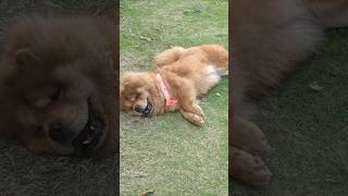 Beautiful Chowchow