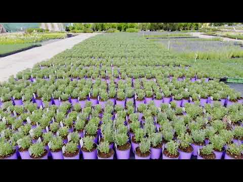 Video: Zahradní Kopce, školka Rostlin A Krajina V Okrese Vsevolozhsky