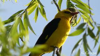 OROPENDOLA  EUROPEA  Golden oriole   (Oriolus oriolus)  4K