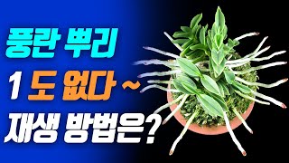 풍란 뿌리 재생하는 방법 method of orchid root regeneration method