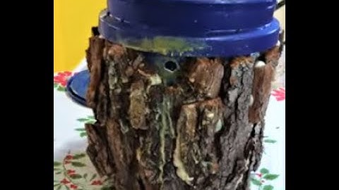 Bark Covered Swarm Trap Bucket Success in 5 Days