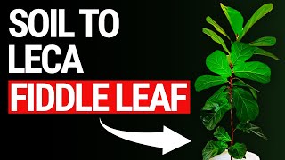 Which Is Better: The Long Method Or Straight To Leca For Fiddle Leaf Fig? by The Leca Queen 923 views 1 month ago 3 minutes, 34 seconds