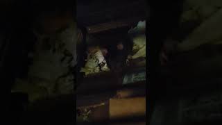 Rats being ratty, ratting it up at the rattery@