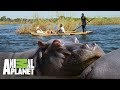 ¡Frank visita a los hipopótamos en una barca! | Wild Frank en África | Animal Planet