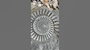 “Are These Giant Snails 🐌?”What Fossil Is It !🤔#shorts#ammonite