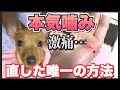 【犬の噛み癖を直す方法】本気噛みから〇〇で直したしつけ方