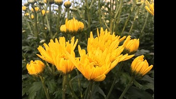 Cúc pha lê Tết 2020 tại An Khê - Gia Lai (16 tháng 12 AL).