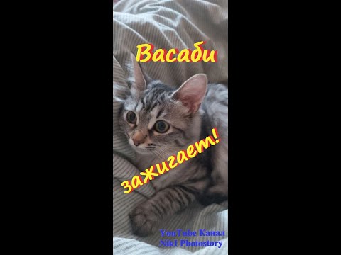 НЯШНАЯ КОШЕЧКА ВАСАБИ ЗАЖИГАЕТ! Нашла себе новую игрушку! И не хочет с ней расставаться!