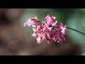 An Update to an Old Fashioned Perennial-- 'Pink Diamonds' Fern-leaved Bleeding Heart