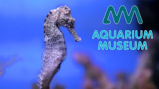 AQUARIUM-MUSÉUM DE LIÈGE (Belgique)