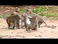 Very Terrify fighting! What's Going on Monkeys fighting like this? Something went wrong!