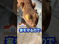 Q.ヤモリとイモリの違いは？　#爬虫類 #ヤモリ #イモリ