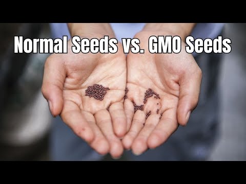 Video: Jaké jsou nevýhody GMO?