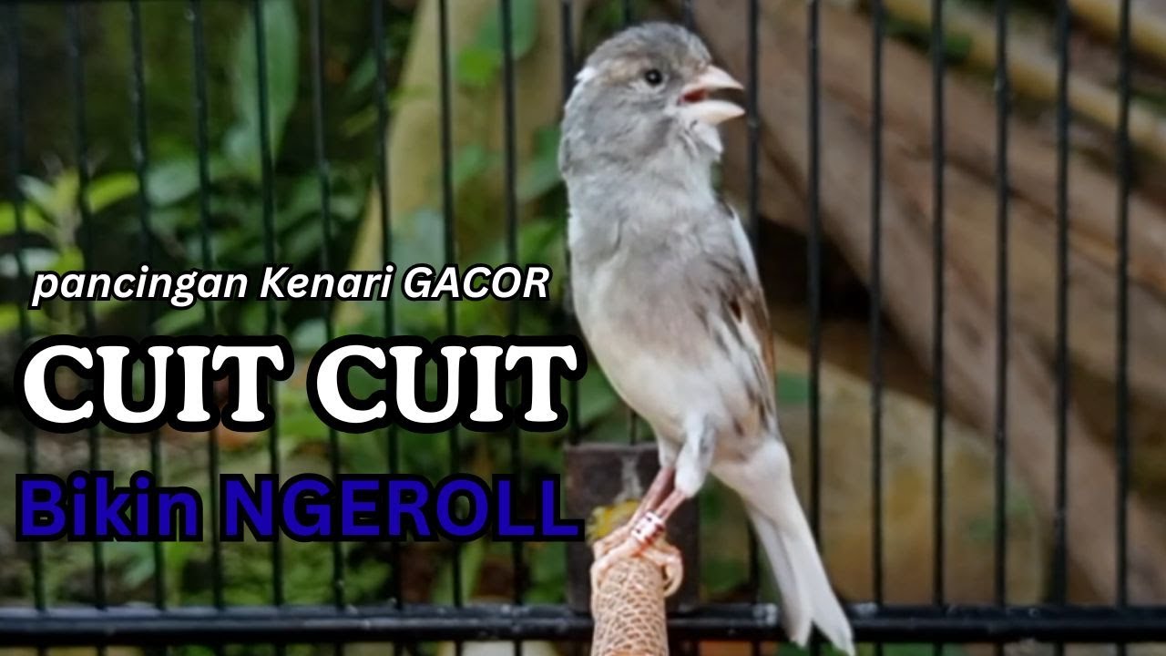 Kenari GACOR !! Pancingan KENARI PAUD Belajar Bunyi UNTUK Kenari Belajar Bunyi Ngeriwik