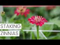 Staking Zinnia Flowers in Large Plantings in the Cut Flower Garden