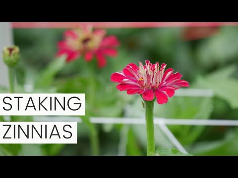 Video: Trenger Zinnia å satses: Hvordan gi støtte til Zinnia-planter