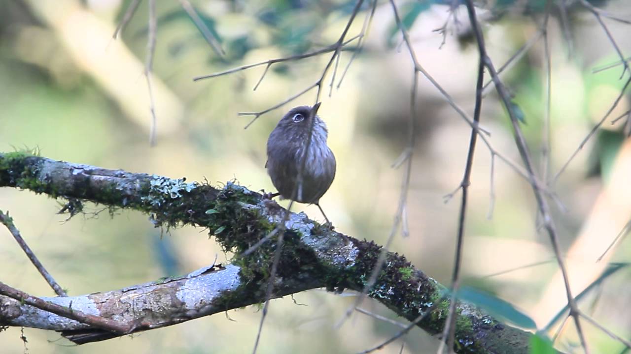 Taiwan fulvetta, 褐頭花翼(玉山雀鶥) 