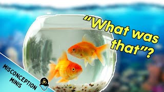 Famous Do Goldfish Really Have a 3 Second Memory? Net Worth