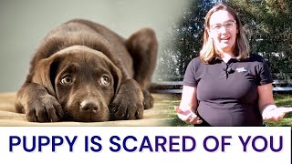 Puppy is Scared of You: What to do...