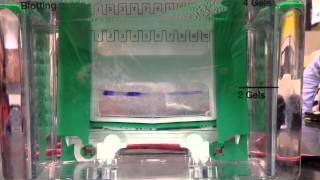 Polyacrylamide Gel Eletrophoresis