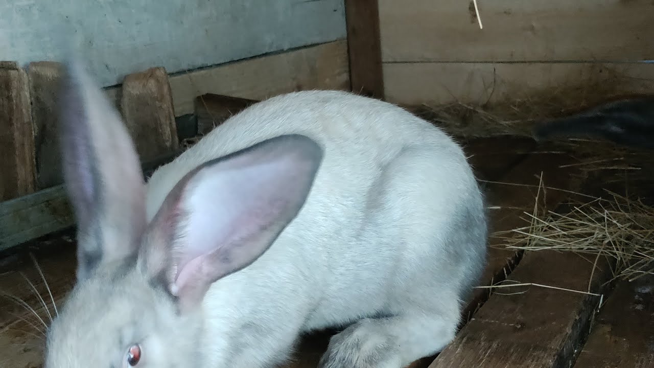 Iepuri după 4săptămîni de pauză