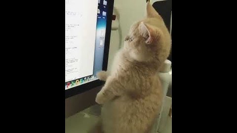 Cats vs mouse cursor | Cat try to catch mouse cursor funny video.