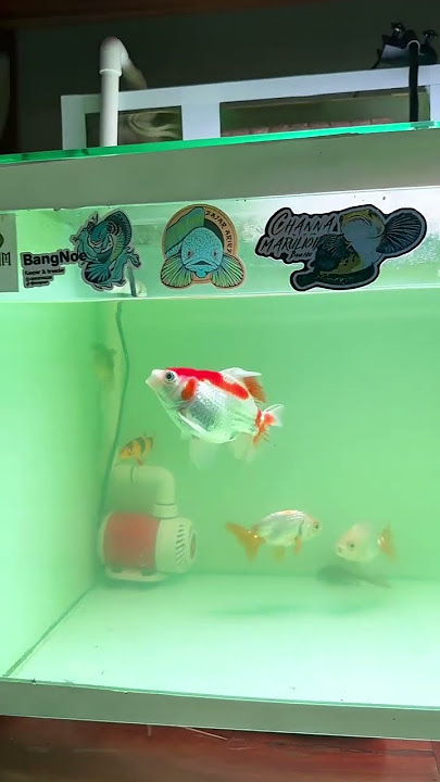 https://vt.tiktok.com/ZSSWsorse/ #cabaymau #guppy #aquarium #koi #caloc #betta #caloccanh #channa