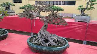 Những bonsai mini  đẹp nhất tại cuộc trưng bày cây cảnh xã Hữu Bằng