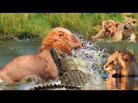 Crazy Scene! This Male Lion Alone Fights Back And Knock Down Hungry Crocodile To Protect His Cub