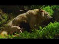 How Helpless Wolf Pups are On Their Feet Within 3 Weeks 🐺 Carpathian Predators | Smithsonian Channel