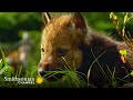 view How Helpless Wolf Pups are On Their Feet Within 3 Weeks 🐺 Carpathian Predators | Smithsonian Channel digital asset number 1