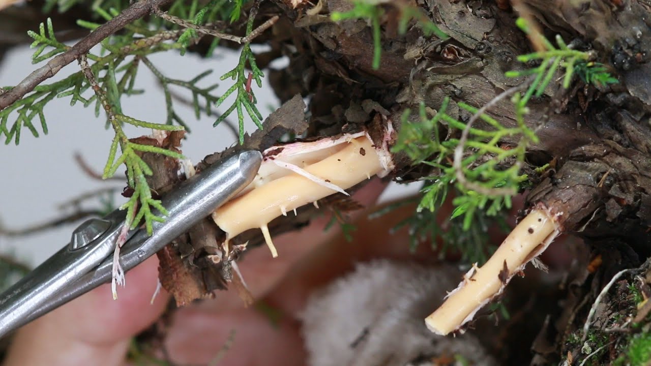 4000円真柏  杉葉を出さない方法