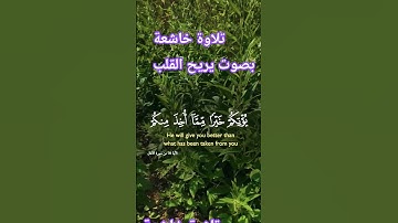 تلاوة خاشعة بصوت يريح القلب #elmulquranعلم #قران_كريم #تلاوة #المصحف #اكسبلور #trend #لايك