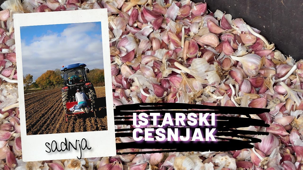 BOJE ZEMLJE Sadnja češnjaka