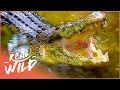 Nature&#39;s Deadliest Predators And Their Ingenious Survival Strategies | Race Of Life | Real Wild