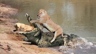 Lion Mom Protects Cubs from Crocodile | Mother Lion Tries To Take Two Children Swim Across The River